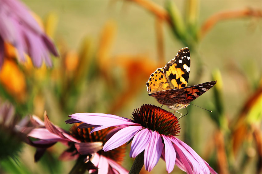 Schmetterling mit schöner Blüte