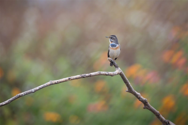 Kleiner Singvogel auf einem Ast sitzend