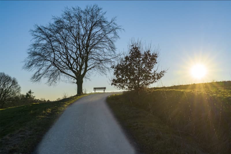 Baum mit Bank im Abendlicht
