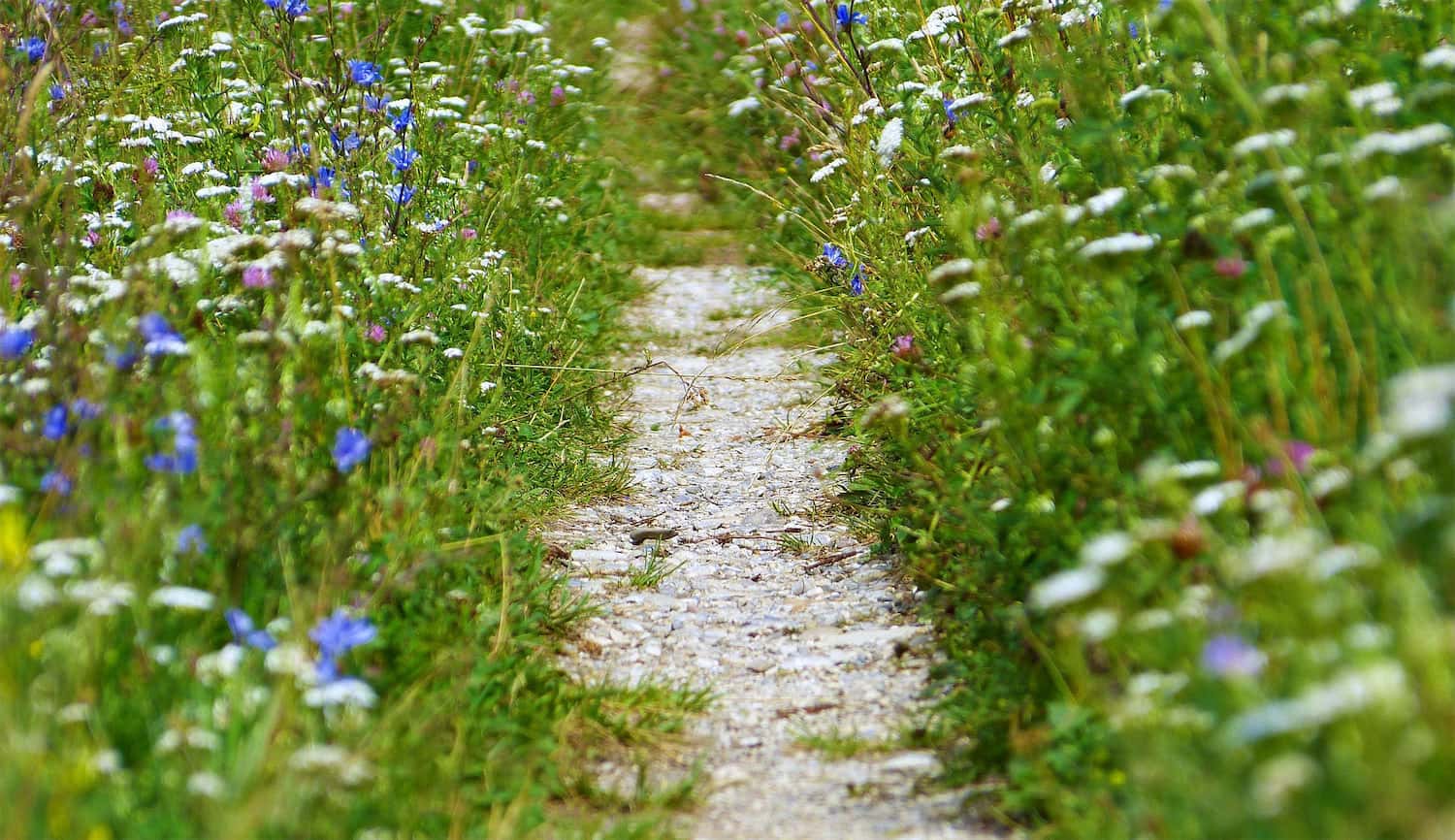 Der Weg der Achtsamkeit