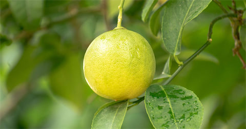 Zitrone am Zitronenbaum